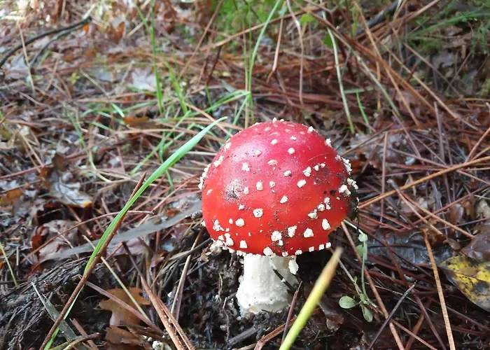 別荘 Casa Silvosa Tomiño